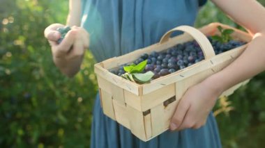 Ağır çekimde, kadınların elinde yaban mersinli sepet tutarken çekilmiş. Sıcak ve güneşli bir yaz gününde organik yaban mersini çiftliğinden taze böğürtlen toplamak. Taze sağlıklı organik yiyecekler..