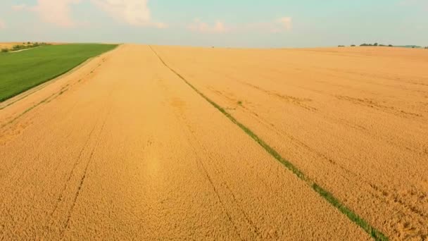 여름날 곡식밭을 공중에서 내려다 폴란드 — 비디오
