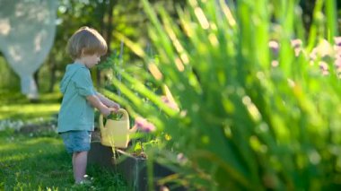 Cute blond little toddler with watering pot outdoors in the garden. Kid helping parents with gardening in the backyard in bright sunny summer day.
