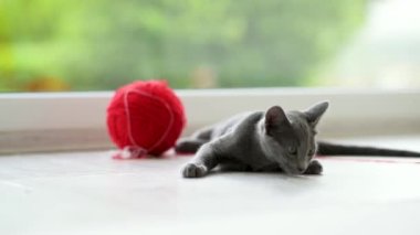 Genç, komik, mavi Rus kedi yavrusu kırmızı iplikle oynuyor. Yeşil gözlü, muhteşem mavi-gri kedi. Evdeki evcil hayvan.