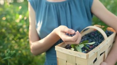 Ağır çekimde, kadınların elinde yaban mersinli sepet tutarken çekilmiş. Sıcak ve güneşli bir yaz gününde organik yaban mersini çiftliğinden taze böğürtlen toplamak. Taze sağlıklı organik yiyecekler..