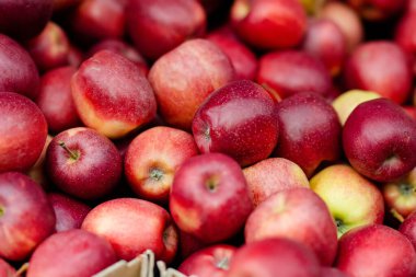 Litvanya 'nın Vilnius kentindeki yıllık bahar festivalinde çiftçilere satılan tahta kasalarda taze kırmızı ve sarı elmalar.