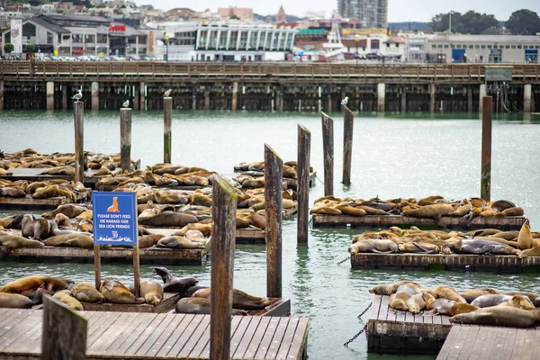 San Francisco Usa April 2016 Famous Pier San Francisco Sea — Stockfoto