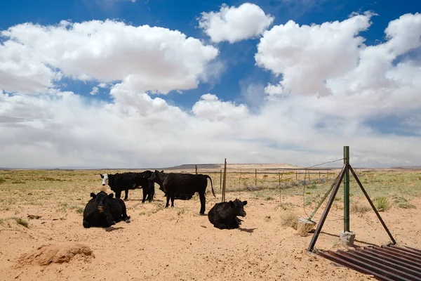 Black Cows Grazing Desert Arizona Dry Grass Sandstone Formations Cloudy — Stock Photo, Image