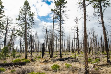 Spooky dead tree forest in Bryce Canyon National Park, Utah, USA. Exploring the American Southwest.