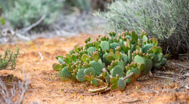 Blossoming cacti in Dixie National Forest near Yant Flat sandstone formations in Utah, USA. Exploring the American Southwest.