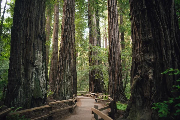 カリフォルニア州サンフランシスコの近くにあるミュアの森の巨大なレッドウッドを歩くハイキングコース — ストック写真