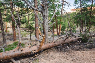 Hiking trail leading through stunning red sandstone hoodoo formations in Bryce Canyon National Park in Utah, USA. Exploring the American Southwest.