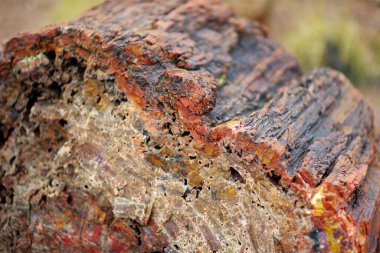 Stunning petrified wood in the Petrified Forest National Park, Arizona, USA. Exploring the American Southwest.