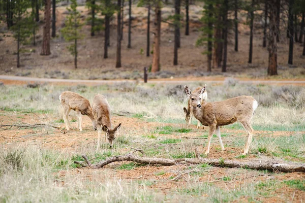 Group Deers Bryce Canyon National Park Utah Usa Exploring American — Stock Photo, Image
