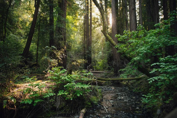 Hiking Trail Leading Giant Redwoods Muir Forest San Francisco California — Stockfoto
