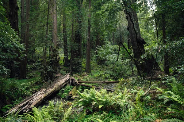 カリフォルニア州サンフランシスコの近くにあるミュアの森の巨大なレッドウッドを歩くハイキングコース — ストック写真