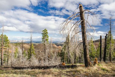 Spooky dead tree forest in Bryce Canyon National Park, Utah, USA. Exploring the American Southwest.