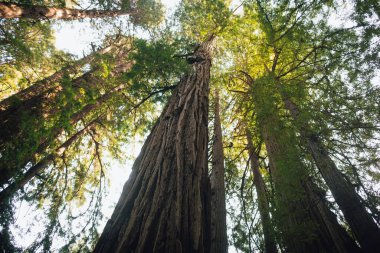 Hiking trail leading through giant redwoods in Muir forest near San Francisco, California, USA