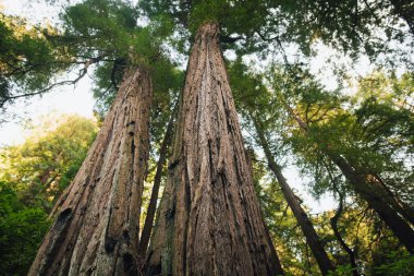 Hiking trail leading through giant redwoods in Muir forest near San Francisco, California, USA