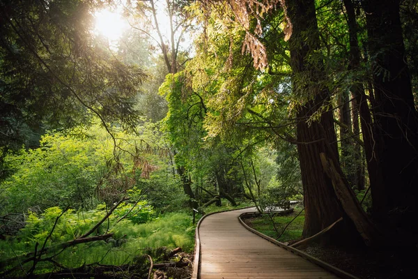 Hiking Trail Leading Giant Redwoods Muir Forest San Francisco California — Stock Photo, Image