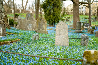 VILNIUS, LITHUANIA - 15 Nisan 2022: Litvanya 'nın Vilnius kentindeki en eski üç mezarlıktan biri olan Bernardine mezarlığında güneşli bir günde açan mavi scilla siberica bahar çiçekleri.