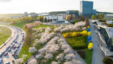 VILNIUS, LITHUANIA - 2022: Vilnius şehir merkezinde çiçek açan sakura parkının güzel hava manzarası. Sugihara kiraz ağacı bahçesi güneşli bir nisan sabahı çiçek açıyor. Litvanya, Vilnius 'ta İlkbahar.