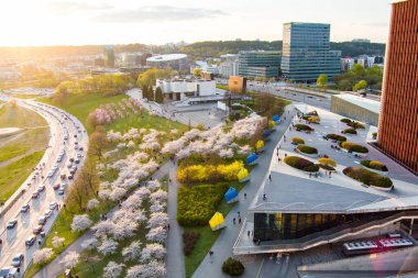 VILNIUS, LITHUANIA - 2022: Vilnius şehir merkezinde çiçek açan sakura parkının güzel hava manzarası. Sugihara kiraz ağacı bahçesi güneşli bir nisan sabahı çiçek açıyor. Litvanya, Vilnius 'ta İlkbahar.