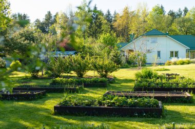 Ağaçlarla dolu güzel yeşil bir bahçe, dekoratif bitkiler ve arka planda büyük beyaz bir ev ile çiçek açan çiçekler. Arka bahçede güzel bir yaz günü.