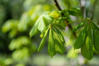 Genç taze kestane yaprakları baharın başlarında bahçede büyümeye başlıyor.