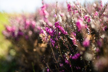 Çiçek açan bir kenevir bitkisinin detayları. Güzel bir açık hava manzarası. Doğada güzellik.