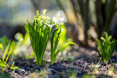 Güneşli bir bahar gününde bahçede açan güzel beyaz sümbül çiçekleri. Doğada güzellik.