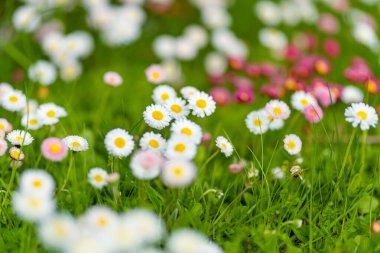 Baharda yeşil çimlerin üzerinde çiçek açan beyaz ve pembe papatyalarla dolu güzel bir çayır. Papatya. Bellis perennis.