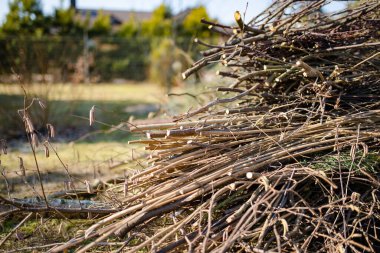 Sonbahar gününün sonlarında bir bahçede kurumuş dallar..