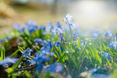 Alpine Hill 'deki bahar bahçesinde Scilla çiçekleri açıyor. Güneşli bir günde güzel mavi bahar çiçekleri.