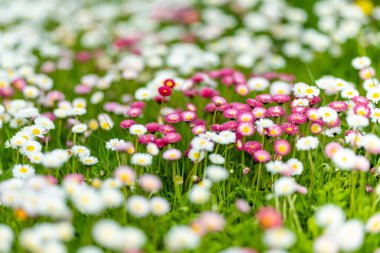 Baharda yeşil çimlerin üzerinde çiçek açan beyaz ve pembe papatyalarla dolu güzel bir çayır. Papatya. Bellis perennis.