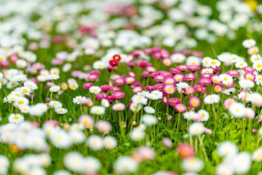 Beautiful meadow in springtime full of flowering white and pink common daisies on green grass. Daisy lawn. Bellis perennis. clipart