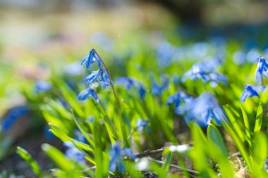 Alpine Hill 'deki bahar bahçesinde Scilla çiçekleri açıyor. Güneşli bir günde güzel mavi bahar çiçekleri.