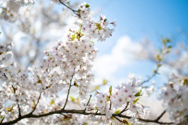 İlkbaharda açan güzel kiraz ağacı. Doğada güzellik. Açık havada güneşli bir bahar gününde kiraz dalları.