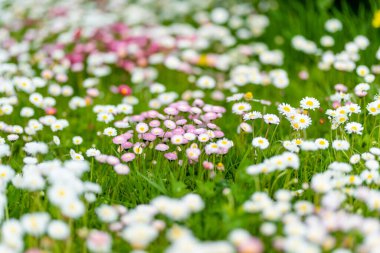 Baharda yeşil çimlerin üzerinde çiçek açan beyaz ve pembe papatyalarla dolu güzel bir çayır. Papatya. Bellis perennis.