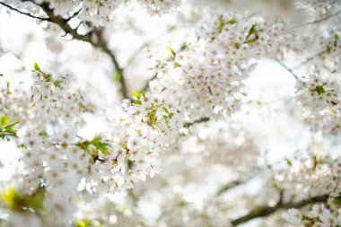 İlkbaharda açan güzel kiraz ağacı. Doğada güzellik. Açık havada güneşli bir bahar gününde kiraz dalları.