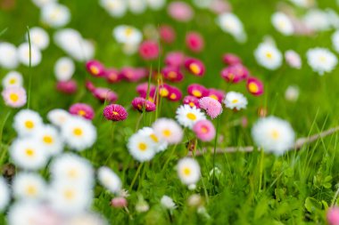 Baharda yeşil çimlerin üzerinde çiçek açan beyaz ve pembe papatyalarla dolu güzel bir çayır. Papatya. Bellis perennis.