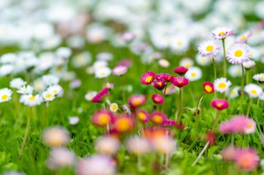 Baharda yeşil çimlerin üzerinde çiçek açan beyaz ve pembe papatyalarla dolu güzel bir çayır. Papatya. Bellis perennis.