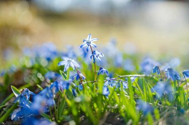 Alpine Hill 'deki bahar bahçesinde Scilla çiçekleri açıyor. Güneşli bir günde güzel mavi bahar çiçekleri.