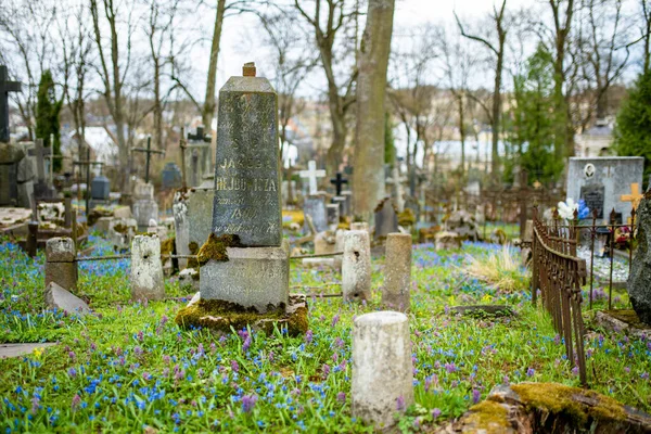 伊利诺斯州维尔纽斯 2022年4月15日 四月的阳光灿烂的一天 在立陶宛维尔纽斯三个最古老的墓地之一 伯尔纳丁墓地 蓝色的西贝里卡春花盛开 — 图库照片