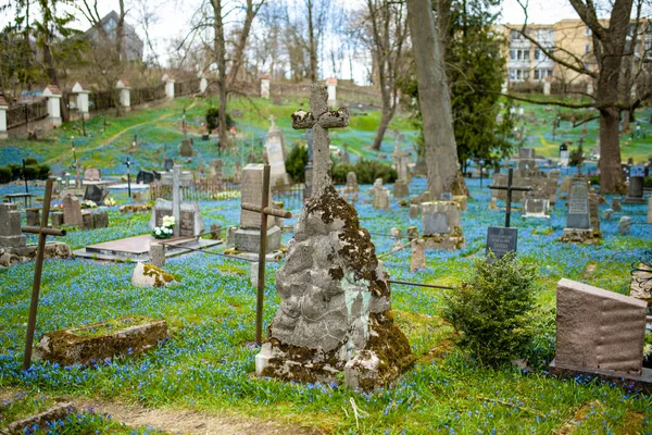Vilnius Lithuania Abril 2022 Flores Primavera Scilla Siberica Azul Florecen — Foto de Stock