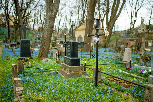 Vilnius Lithuania エイプリル15 2022 4月の晴れた日には リトアニアのヴィリニュスで最も古い3つの墓地の1つであるベルナルダン墓地に青いシベリカの春の花が咲きます — ストック写真