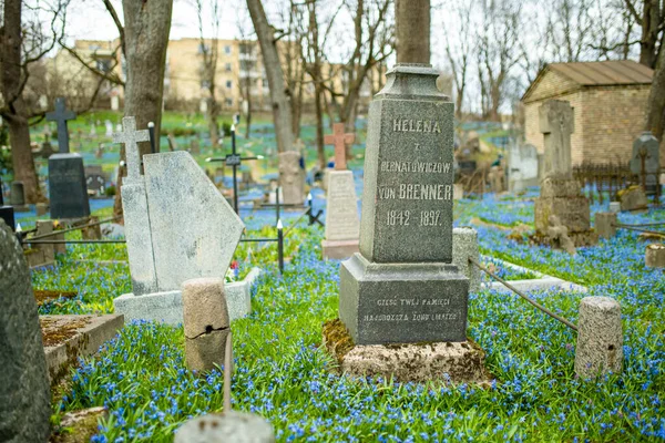 Vilnius Lithuania Abril 2022 Flores Primavera Scilla Siberica Azul Florecen — Foto de Stock