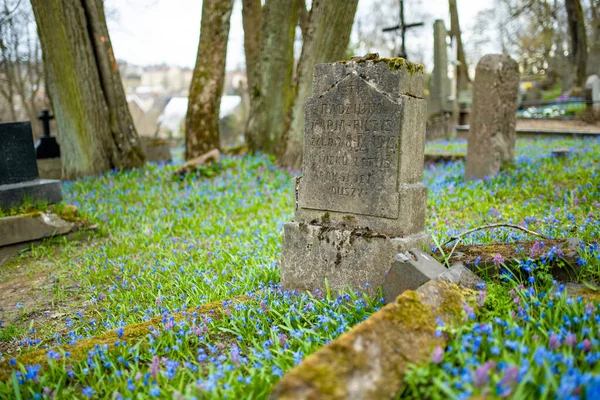 Vilnius Lithuania Abril 2022 Flores Primavera Scilla Siberica Azul Florecen —  Fotos de Stock