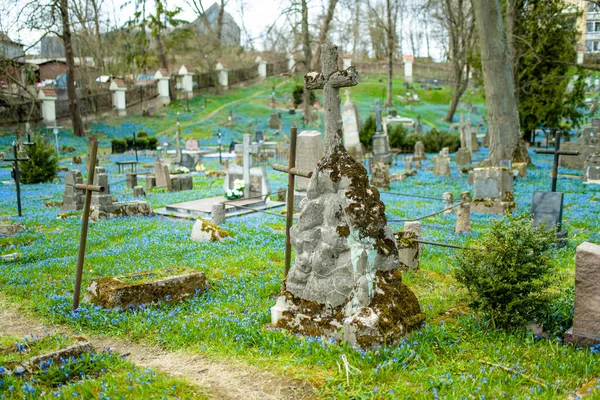 Вильниус Литуания Апреля 2022 Года Весенние Цветы Сиберика Синего Цвета — стоковое фото