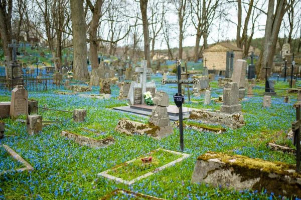 Vilnius Lithuania エイプリル15 2022 4月の晴れた日には リトアニアのヴィリニュスで最も古い3つの墓地の1つであるベルナルダン墓地に青いシベリカの春の花が咲きます — ストック写真