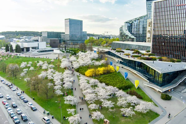 Vilnius Lithuania 2022 Vilnius Şehir Merkezinde Çiçek Açan Sakura Parkının — Stok fotoğraf