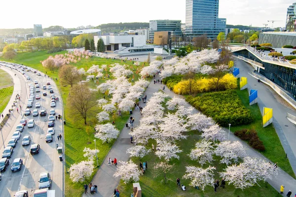 Vilnius Litvánia Április 2022 Gyönyörű Kilátás Nyílik Virágzó Sakura Park — Stock Fotó