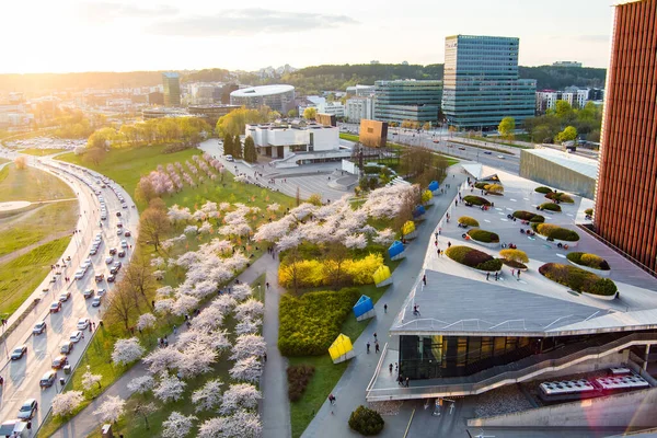 Vilnius Lithuania 2022 Vilnius Şehir Merkezinde Çiçek Açan Sakura Parkının — Stok fotoğraf