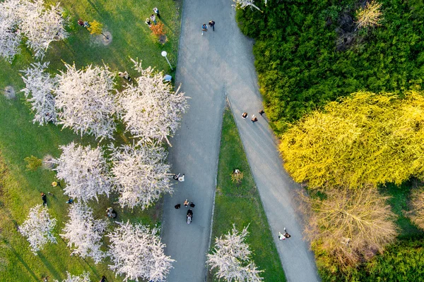 ヴィリニュス リトアニア エイプリル2022 ヴィリニュス市内中心部の桜公園の開花の美しい空中ビュー 4月の晴れた朝には杉原桜の庭が咲きます リトアニア ヴィリニュスの春 — ストック写真